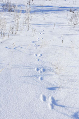 Fallenjagd - Die waidgerechte Ausübung der Jagd mittels ordnungsgemäßen zugelassenen Fanggeräten