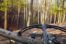 Wilderei - Heimliche Straftaten in heimelichen Wäldern
